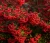 ognik-szkarlatny-red-column2-floravi.pl