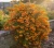ognik-szkarlatny-golden-charmer1-floravi.pl