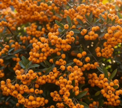 ognik-szkarlatny-golden-charmer2-floravi.pl