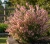 zarnowiec-miotlasty-zeelandia2-floravi.pl