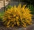 zarnowiec-miotlasty-allgold1-floravi.pl