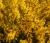 zarnowiec-miotlasty-allgold2-floravi.pl
