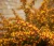 zarnowiec-miotlasty-fire-fly2-floravi.pl