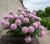piwonia-drzewiasta-rozowa1-floravi.pl