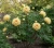 piwonia-drzewiasta-zolta1-floravi.pl