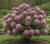 piwonia-drzewiasta-bialo-czerwona1-floravi.pl