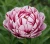 piwonia-drzewiasta-bialo-czerwona2-floravi.pl