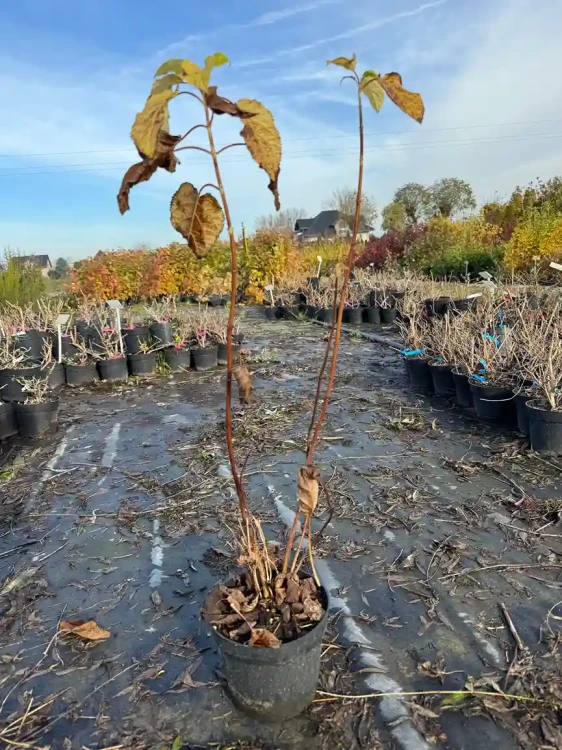 hortensja-krzewiasta-anabelle3-floravi.pl