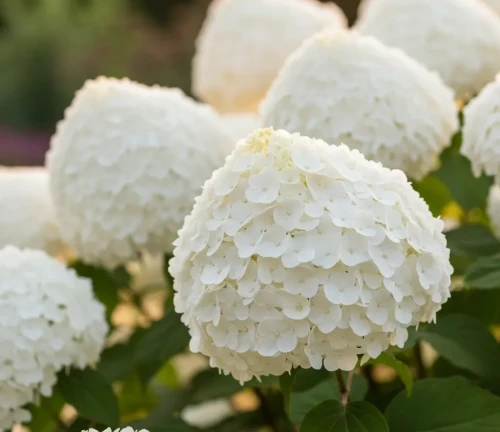 hortensja-krzewiasta-anabelle2-floravi.pl