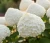 hortensja-krzewiasta-anabelle2-floravi.pl