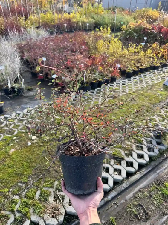 irga-rozeslana-eichholz3-floravi.pl