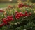 irga-rozeslana-eichholz2-floravi.pl