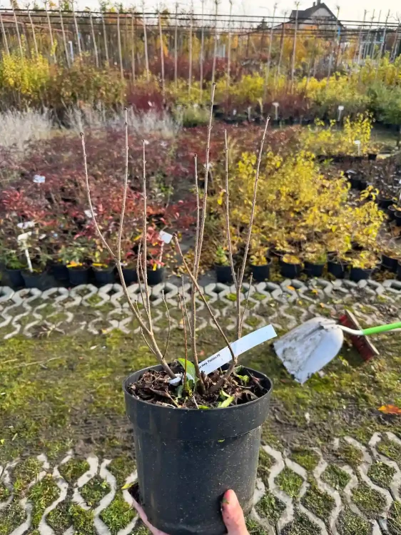 lilak-meyera-palibin3-floravi.pl