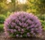 lilak-meyera-palibin1-floravi.pl