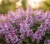 lilak-meyera-palibin2-floravi.pl