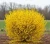 Forsycja-posrednia-kumson2-floravi.pl