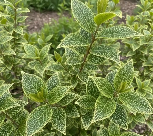 Forsycja-posrednia-kumson1-floravi.pl