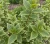Forsycja-posrednia-kumson1-floravi.pl