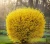 forsycja-posrednia1-floravi.pl