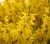 forsycja-posrednia2-floravi.pl