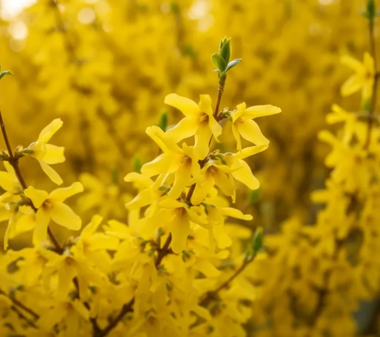 forsycja-posrednia2-floravi.pl