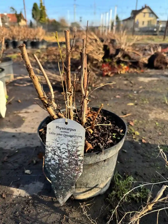 pecherznica-kalinolistna-little-joker3-floravi.pl