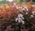pecherznica-kalinolistna-little-joker2-floravi.pl