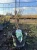 pecherznica-kalinolistna-little-greeny3-floravi.pl