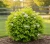 pecherznica-kalinolistna-little-greeny1-floravi.pl