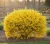 forsycja-flojor1-floravi.pl