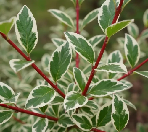deren-bialy-sibirica-variegata2-floravi.pl
