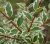 deren-bialy-sibirica-variegata2-floravi.pl