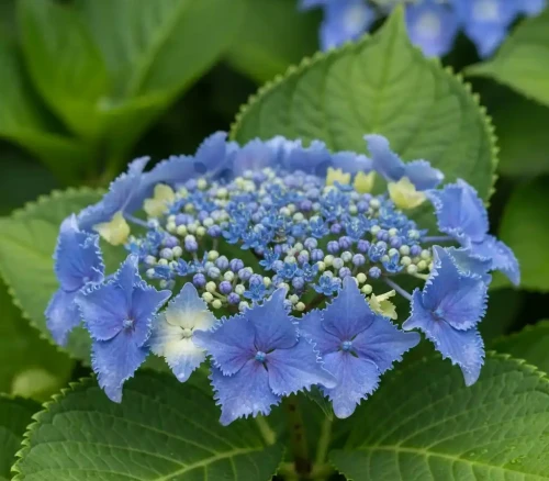 hortensja-pilkowana-blue-deckle1-floravi.pl