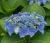 hortensja-pilkowana-blue-deckle1-floravi.pl