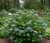 hortensja-pilkowana-blue-deckle2-floravi.pl