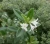 Suchodrzew-chinski2-floravi.pl