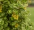 berberys-thunberga-spotty-pillar2-floravi.pl