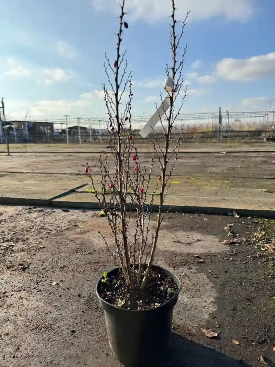 berberys-thunberga-erceta3-floravi.pl