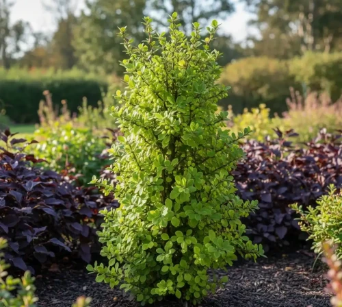 berberys-thunberga-erceta1-floravi.pl