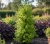 berberys-thunberga-erceta1-floravi.pl