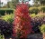 berberys-thunberga-erceta2-floravi.pl
