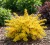 berberys-thunberga-sunsation1-floravi.pl