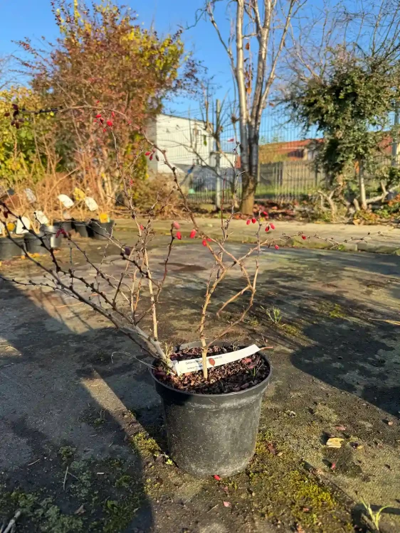 berberys-thunberga-concorde3-floravi.pl