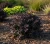 berberys-thunberga-concorde1-floravi.pl