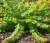 tawulec-pogiety-crispa1-floravi.pl