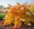 tawulec-pogiety-crispa2-floravi.pl