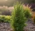 berberys-thunberga-powwow2-floravi.pl
