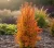 berberys-thunberga-powwow1-floravi.pl