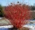 deren-bialy-sibirica1-floravi.pl