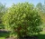 deren-bialy-sibirica2-floravi.pl